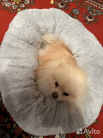 Лежак для собаки