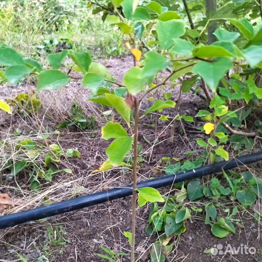 Кудрания (клубничное дерево), саженцы