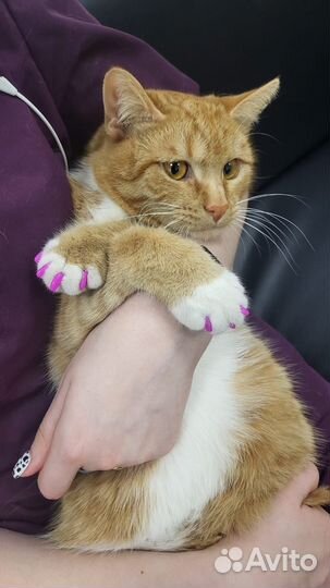 Кошка в дар бесплатно