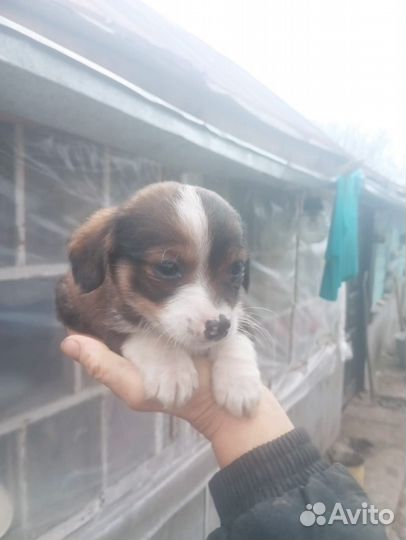 Маленькие собачки щенята в добрые руки