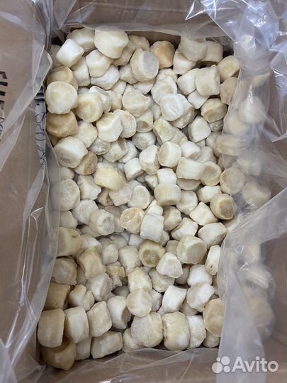 Морской гребешок