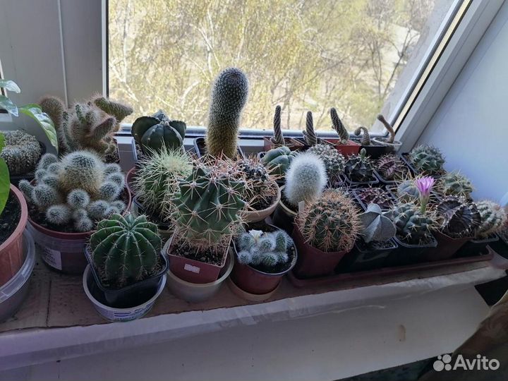 Экзотические растения