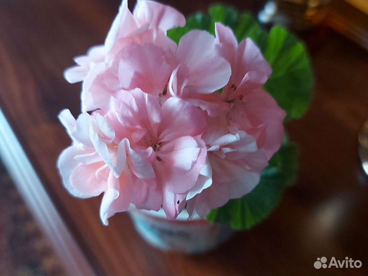 Пеларгония герань, декабрист