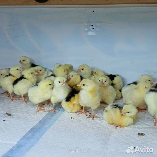 Цыплята суточные породистые