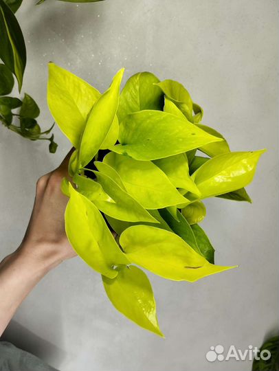 Ампельные растения.Сциндапсус,эпипремнум