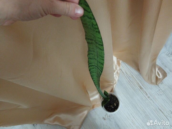 Сансевиерия, Щучий хвост, (Тёщин язык)