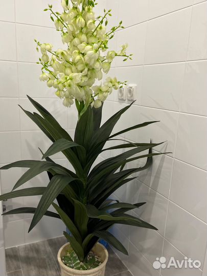 Комнатные цветы шефлера