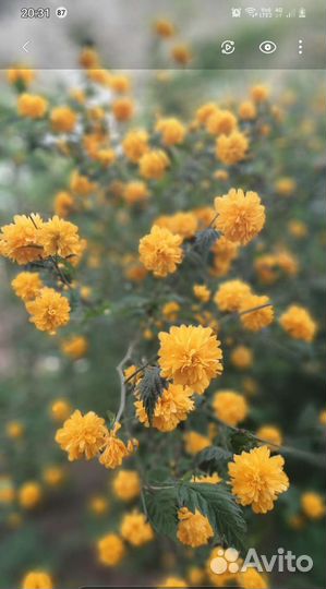 Керия японская, снежноягодник, годжи