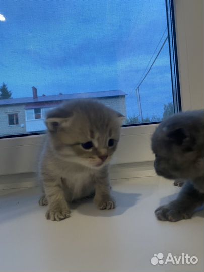 Шотландские вислоухие котята