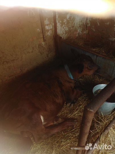 Продаётся тёлочка от домашней коровы