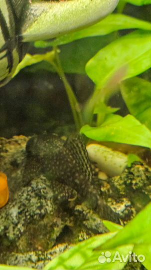 Сом анциструс