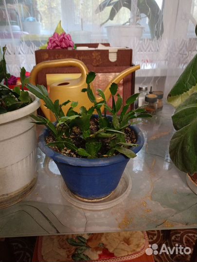 Комнатные цветы