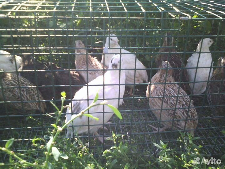 Перепела в Миловидово