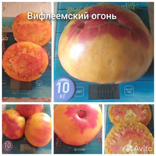 Семена коллекционных и Биф сортов томатов