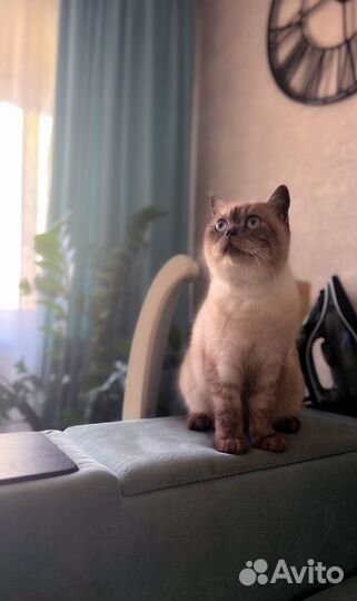 Кот ищет дом