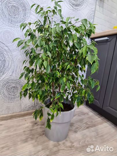 Фикус бенджамина
