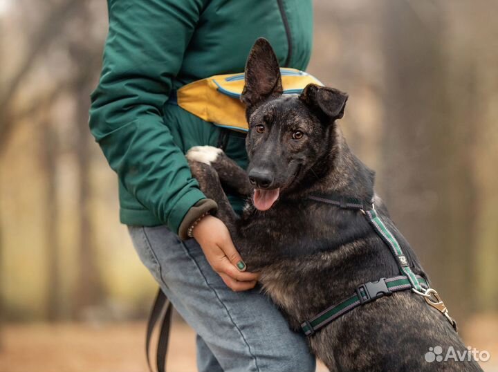 Собака в добрые руки