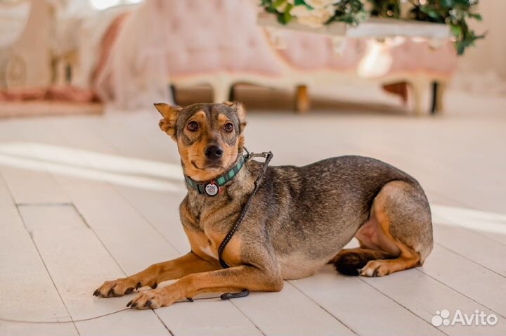 Отдается собака-улыбака