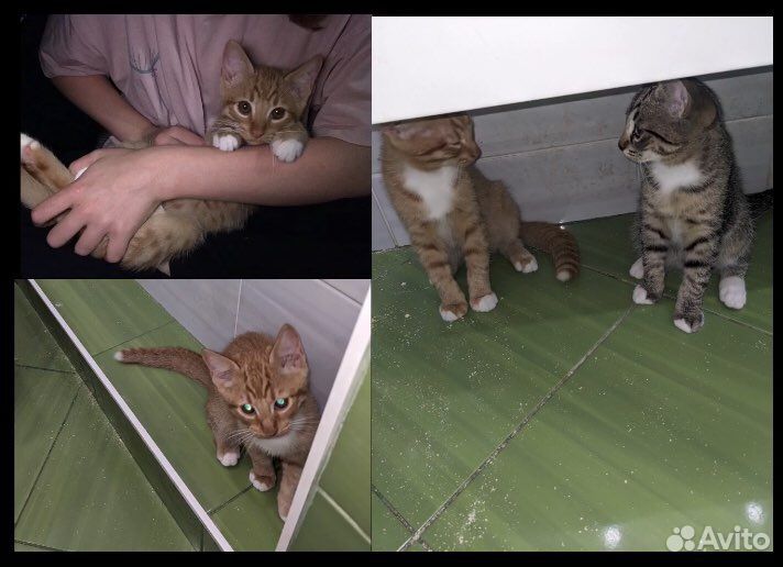 Котята в добрые руки