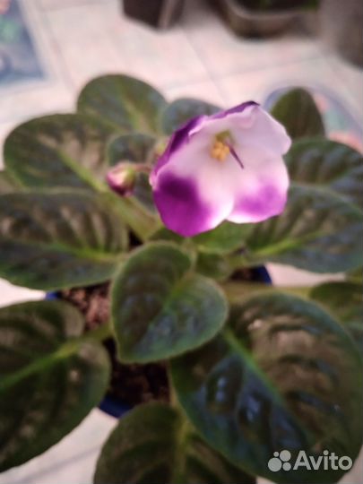 Фиалки сортовые стрептокарпусы