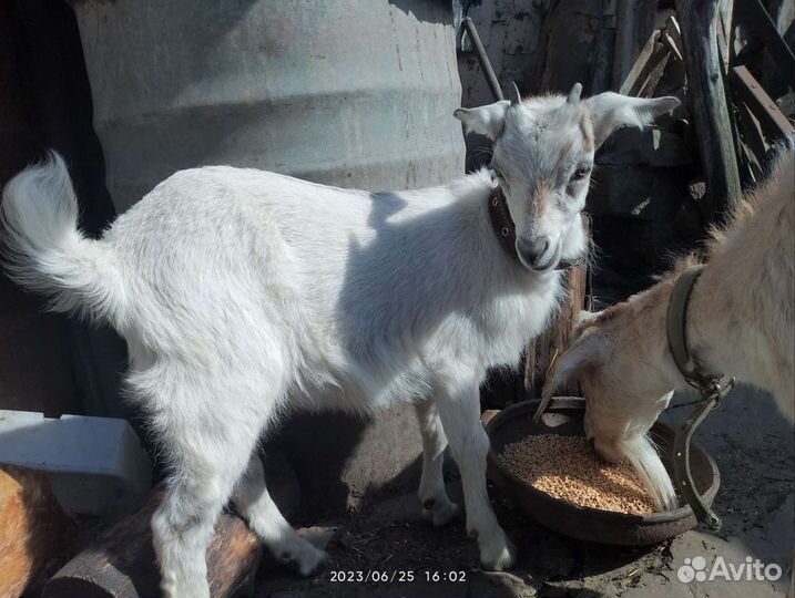 Домашнее животное