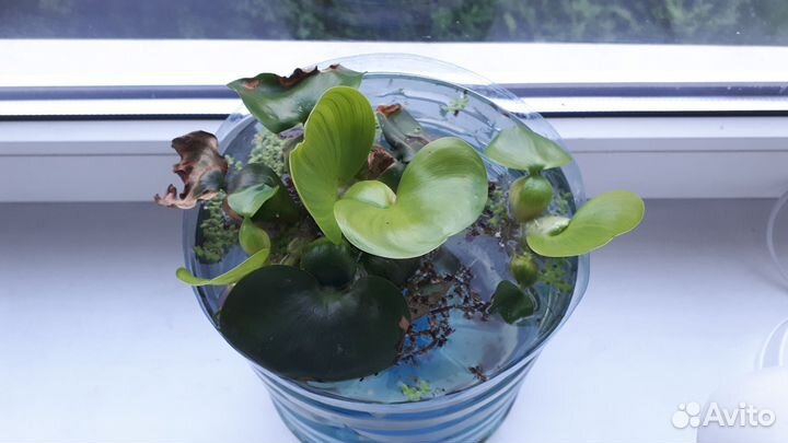 Эйхорния. Водяной гиацинт