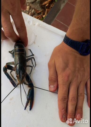 Рак австралийский красноклешневой