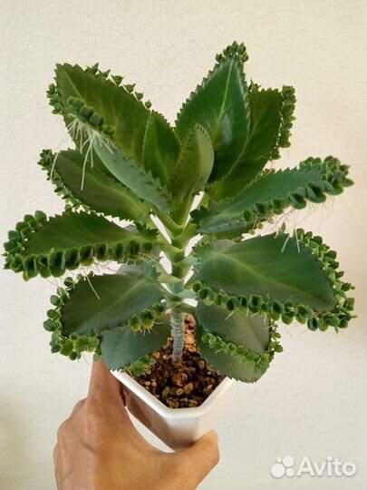 Комнатные растения,суккуленты