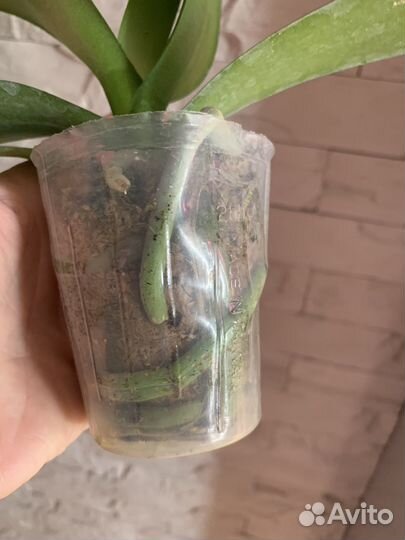 Орхидея Fangmei A Hot (peloric) 2.5''