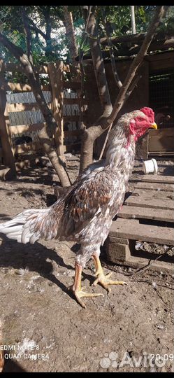 Бойцовые куры