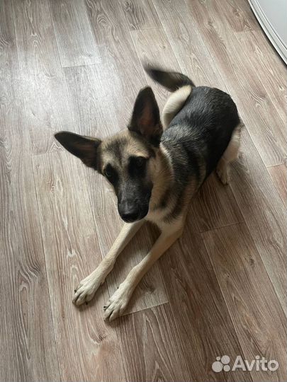 В добрые руки