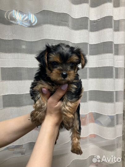 Йоркширский терьер мини беби фейс