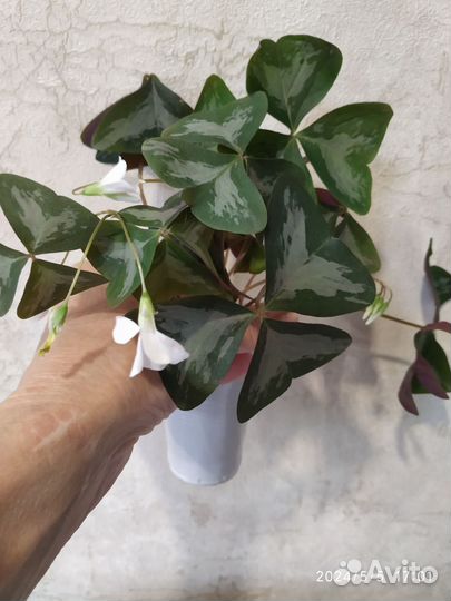 Кислица оксалис