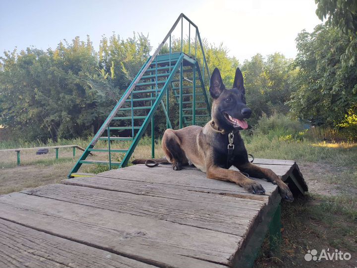 Кинолог, воспитание и дрессировка собак