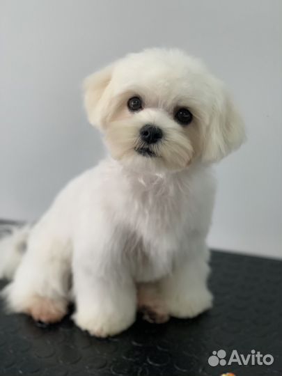 Стрижка собак и кошек