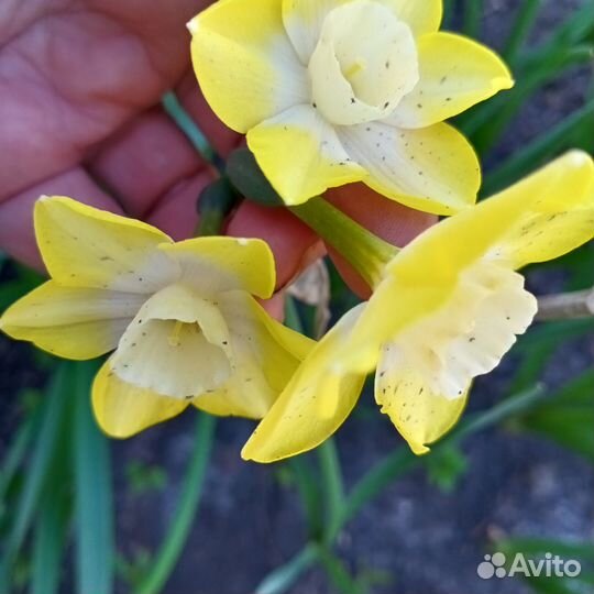 Нарциссы луковицы и на срезку