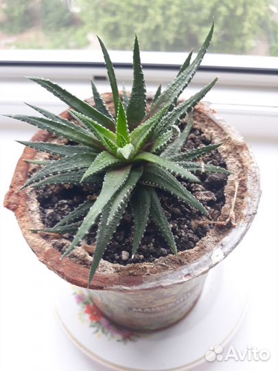 Суккуленты Хавортия, Толстянка, Гастерия