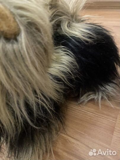 Плюшевая собака