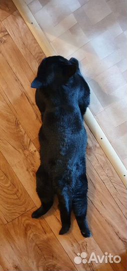 Породистый британец ждёт британочку в гости/ вязка