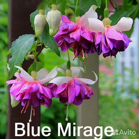 Фуксия сортовая