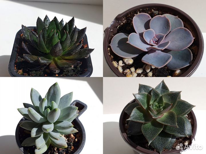 Суккуленты