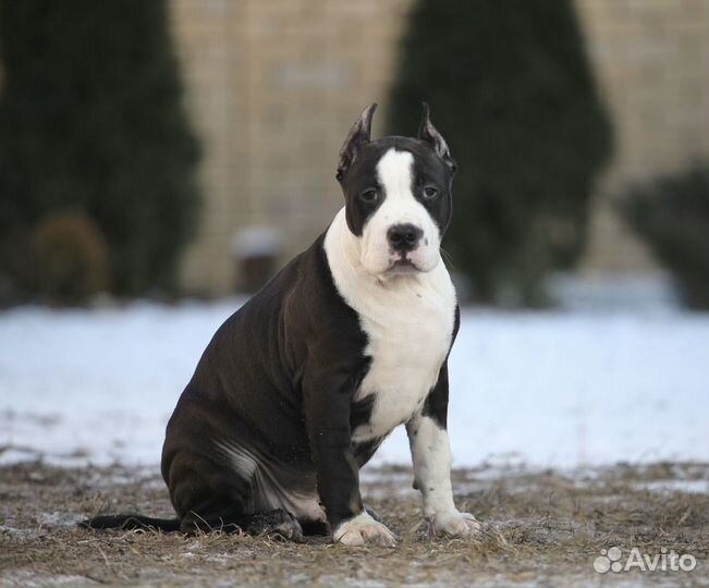 Черный тяжелый мальчик,питомник