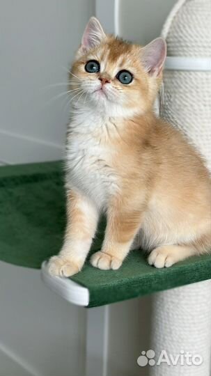 Британские котята золотая шиншилла