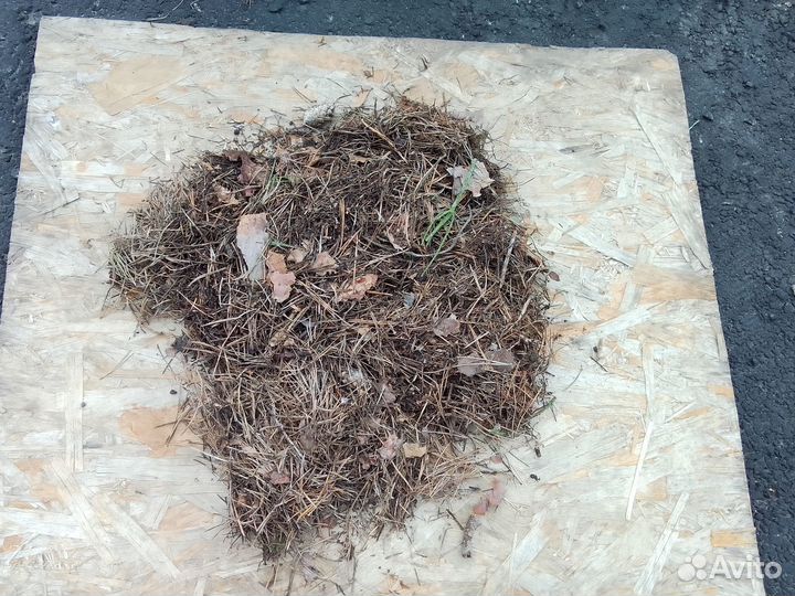 Хвойный опад, мульча