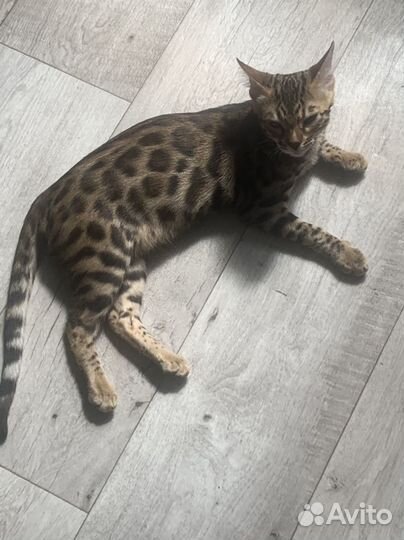 Бенгальская кошка