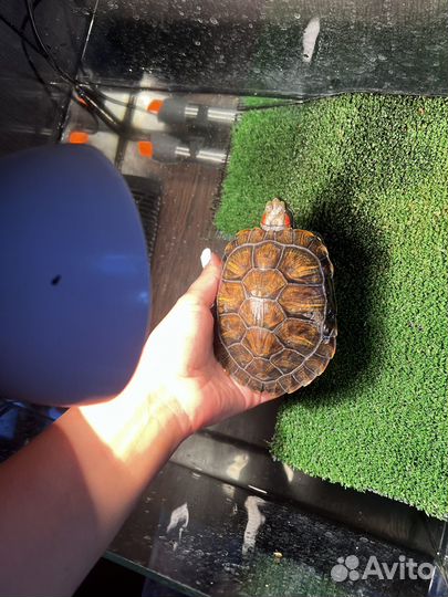 Аквариум с черепахами
