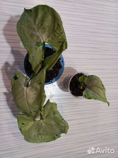 Сингониум серый призрак