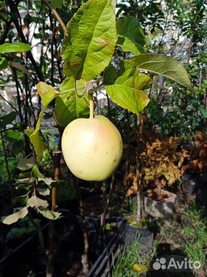 Летние, осенние, зимние сорта яблонь, саженцы зкс