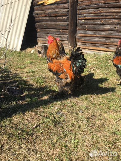 Петухи