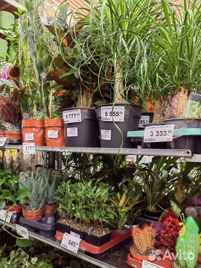 Работа мерчендайзером м.Авиамоторная